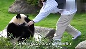 饲养员在鞋子上抹了蜜吗？大熊猫使劲脱下鞋子，下一秒请忍住别笑