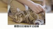 宠物冷知识，猫咪为什么翻脸这么快？奇怪的知识又增加了