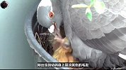 花盆上多出3颗蛋，竟是鸟妈辛苦育儿，善良大叔20多天不敢出阳台
