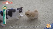 不是冤家不聚头，猫狗大战的起因居然是这个！