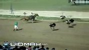搞笑的人骑驼鸟比赛