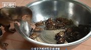 老外拿一盆螃蟹给猴子玩，下一秒猴子吓到逃跑，手机记录全部过程