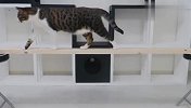 猫咪挑战3cm独木桥，能成功通过吗？结局笑翻了