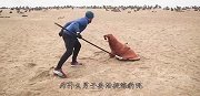 老外在海滩上疯狂活捉海豹，得知真相后，网友纷纷点赞