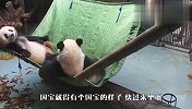 意识到自己是国宝的熊猫，连坐姿都不一样了，快来膜拜大佬