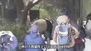 最后一天“打卡上班”，旅日大熊猫将返回中国