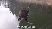野猪在冰面上疯狂跑，就是想快点远离，结果跑半天还差点掉下去