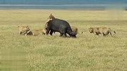 5只狮子进攻1头野牛 野牛倒下前最后看了一眼这片草原