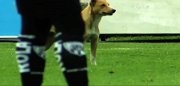 英超-1718赛季-绿茵场变身动物园 足球场那些令人哭笑不得的非法入侵