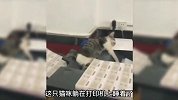 有趣的猫猫狗狗们，小猫咪居然怕了一根黄瓜！