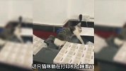 有趣的猫猫狗狗们，小猫咪居然怕了一根黄瓜！