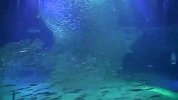 旅游-水下唯美拍摄沙丁鱼组团秀舞