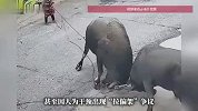 两只水牛打架众人手足无措，全程在制止，全程又制止不了一点