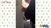猥琐主人深夜撸片忘关电脑，猫狗看到之后比人类还疯狂！