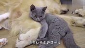 主人带回家只小奶猫，结果错把金毛当妈妈，场面太有爱了