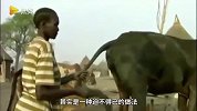 真有人吹牛? 非洲古法通过向牛体内吹气催奶