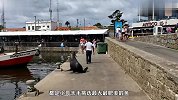 看见小哥手上拿着鱼，海豹就一直跟着，一看就是个吃货