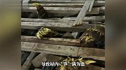 女子家中“笋”满为患，地板破裂，床被高高顶起，哭笑不得：我天天上山挖笋