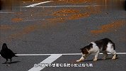 猫咪看上一条小蛇，旁边乌鸦也有想法，就是没有胆量和小猫抢夺