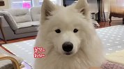 主人吃面包没给狗子，萨摩耶馋到不行，结局笑翻了