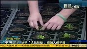 徒手“拈花惹草” 细菌易侵入手臂