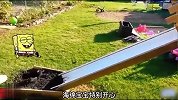 海绵宝宝捉弄猫猫狗狗的搞笑日常，你看了吗？