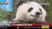 六只大熊猫野化放归自然