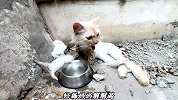 猫妈妈叼着小奶猫跑了很远，当来到小胡同，小哥才发现猫咪的意图