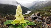 青藏高原上的“大白菜”，比天山雪莲稀有，有钱也难买得到！