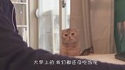 铲屎官玩电脑不做饭，猫咪气得都要开口骂人了，看完忍住别笑