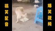 狗狗的爆笑日常，看样子快进化了