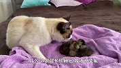 铲屎官带小奶猫回来，家里的猫咪看到后，反应太逗了