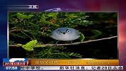 最搞笑动物 现实版“愤怒的小鸟” 111231 北京您早