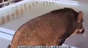 野猪不小心登上网红桥，保安抱下它后大笑，简直是魔鬼的步伐！
