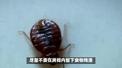 臭虫怎么消灭最简单快速的方法-掌握这些方法可帮你解决！