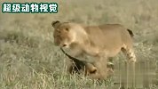 幼狮把雌狮的两条腿，当成橄榄球门柱，从中间钻了过去
