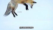 听声辨位，狐狸捕猎的秘密武器竟然是这个部位