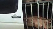 现在猪肉什么行情？4辆商务车载79头生猪上高速 被民警查获