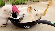狗：宝贝们，今天给大家表演个铁锅炖公鸡