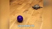 狗狗用一只龟当坐骑，走了半天，几乎还是在原地！