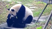 俩熊猫吃同一根竹子，友谊小船说翻就翻，看完忍住别笑