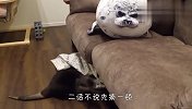 看到窝被海豹霸占，水獭不乐意了，下一秒笑爆了