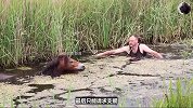 善良老人冒险跳入水中，救助一匹即将被淹死的野马！