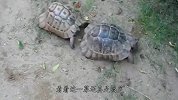 大爷挡住乌龟去路，乌龟竟然发飙了，下一秒憋住别笑