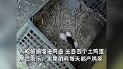 鸡蛋频繁被偷，村民监控揭秘2米大蛇溜进鸡舍偷蛋：我都不舍得吃