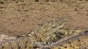 河马欺负鳄鱼现场，追着鳄鱼四处逃命，画面太逗了