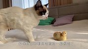 铲屎官带回来一只小鸡仔，猫咪看后傻眼了，结局笑翻了