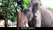 人们果断割掉大象的牙齿，看似残忍，实则却是为了帮它“保命”！