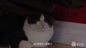养猫终极教程：如何像猫咪问好