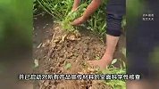 海报“花生在树上结果”？良品铺子致歉：错误使用AI生成图片